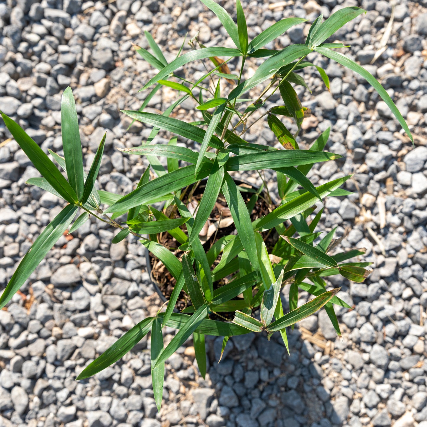 Pygmy Bamboo