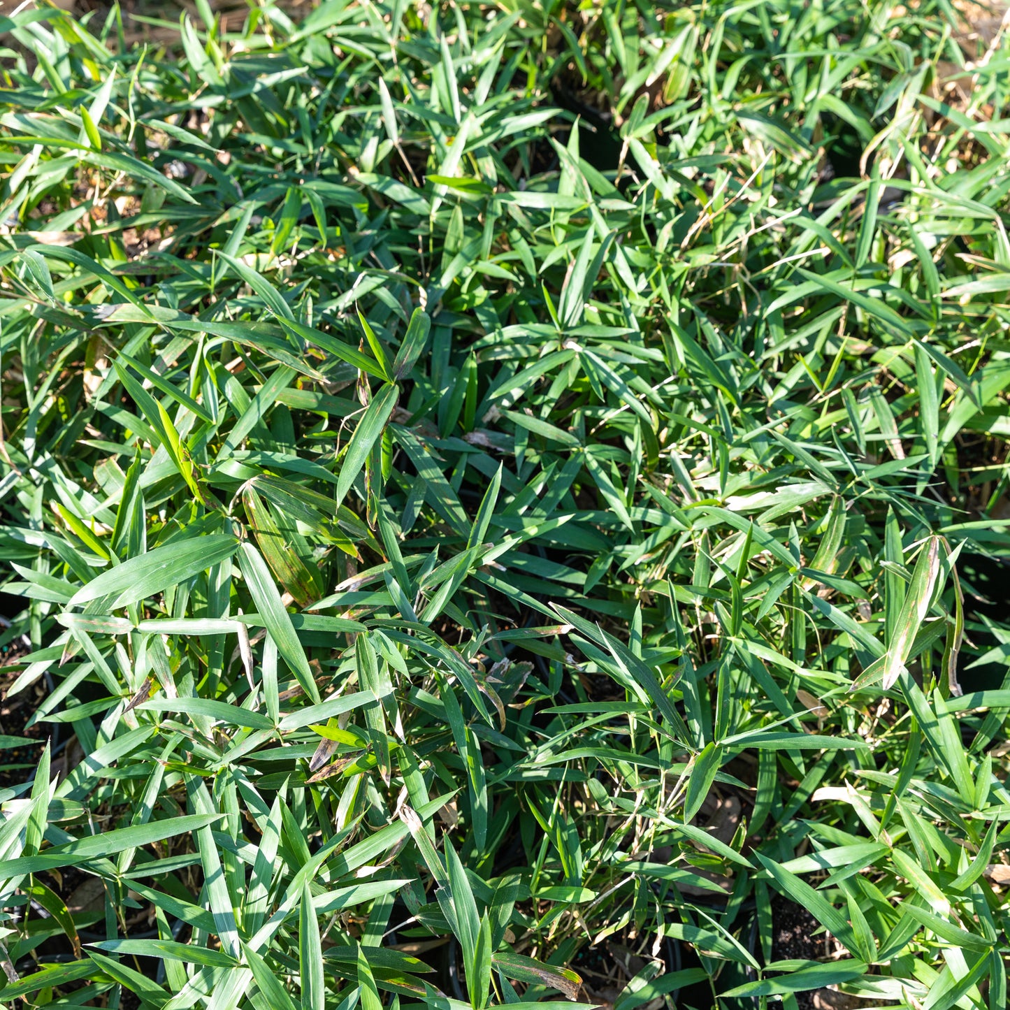 Pygmy Bamboo
