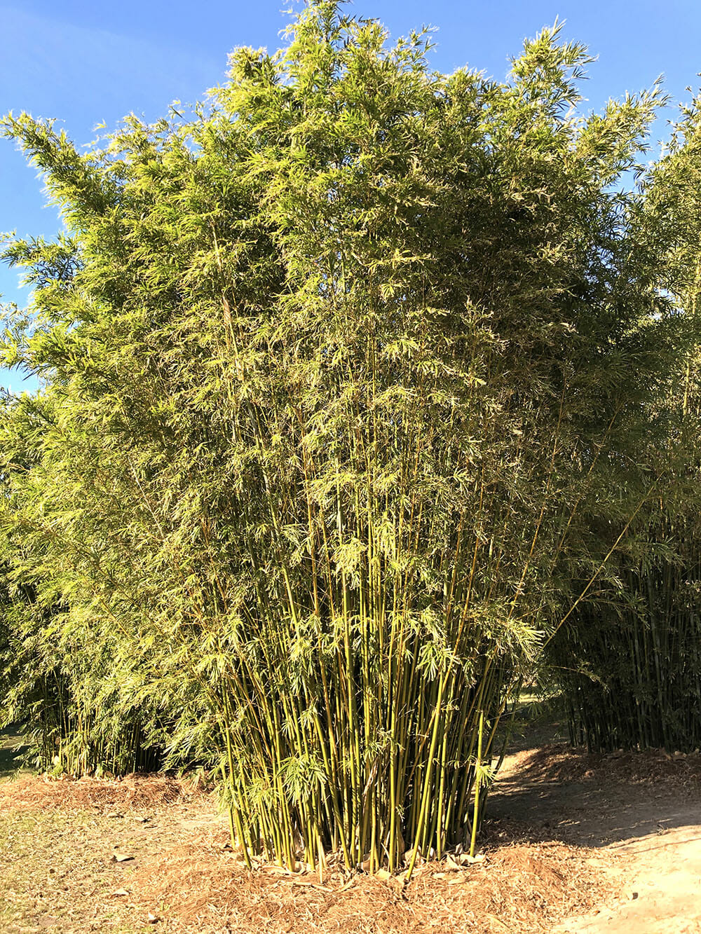 Bambusa textillis 'RG Dwarf' Weavers Bamboo. slender canes. dense foliage