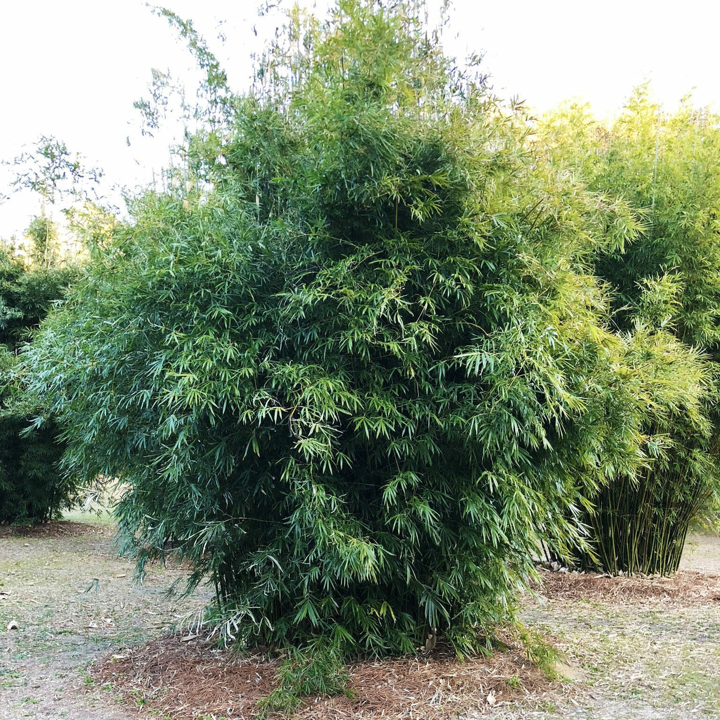 Non-invasive clumping bamboo. medium height . dense foliage. screening