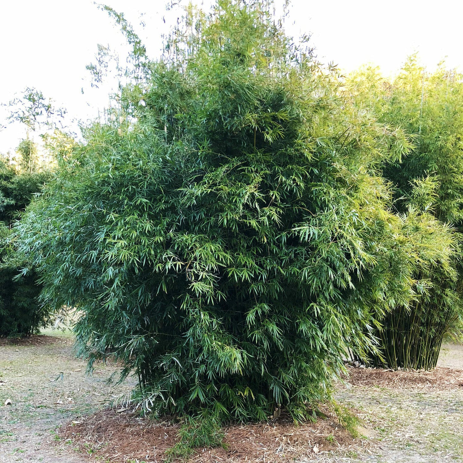 Non-invasive clumping bamboo. medium height . dense foliage. screening