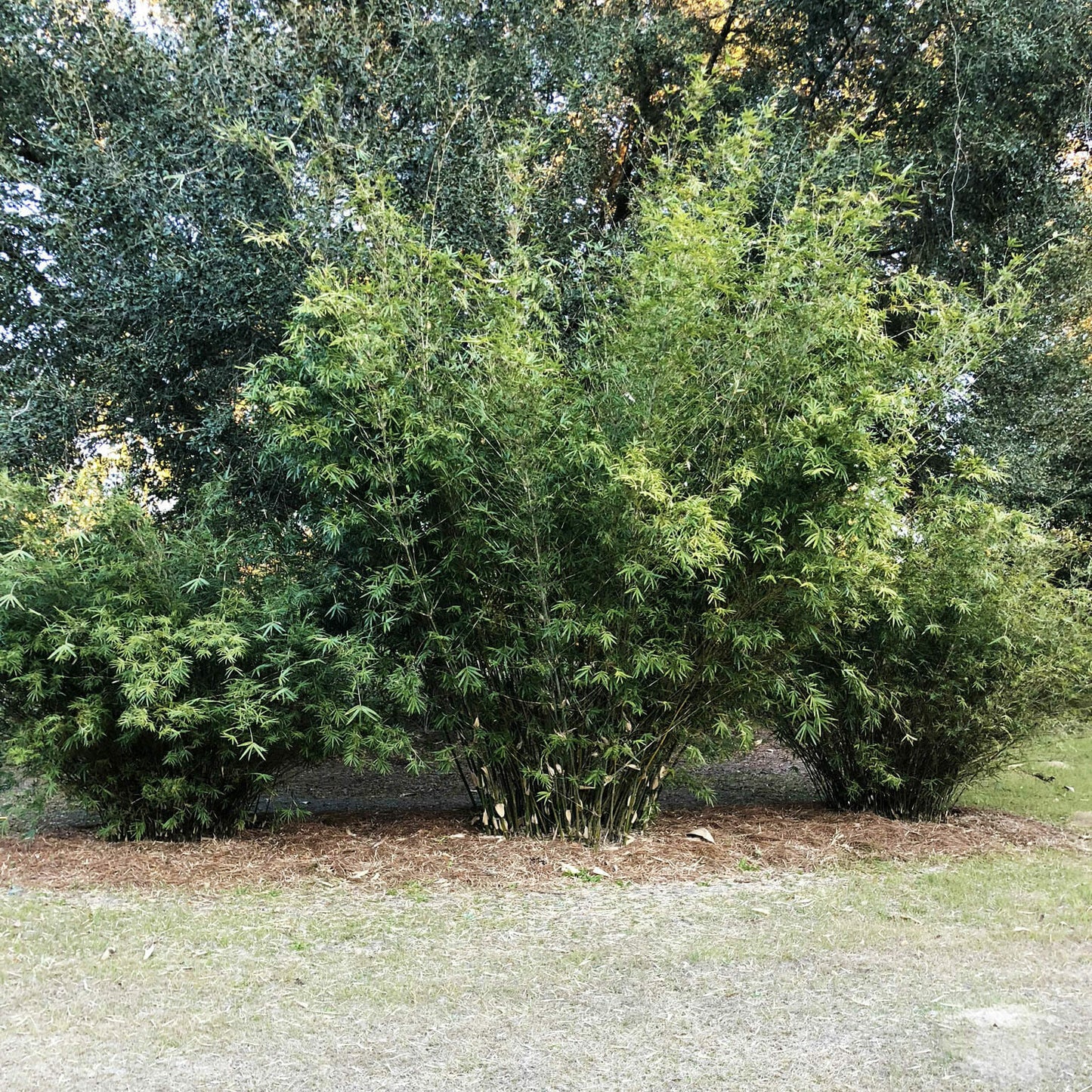 Weaver's Bamboo Dwarf