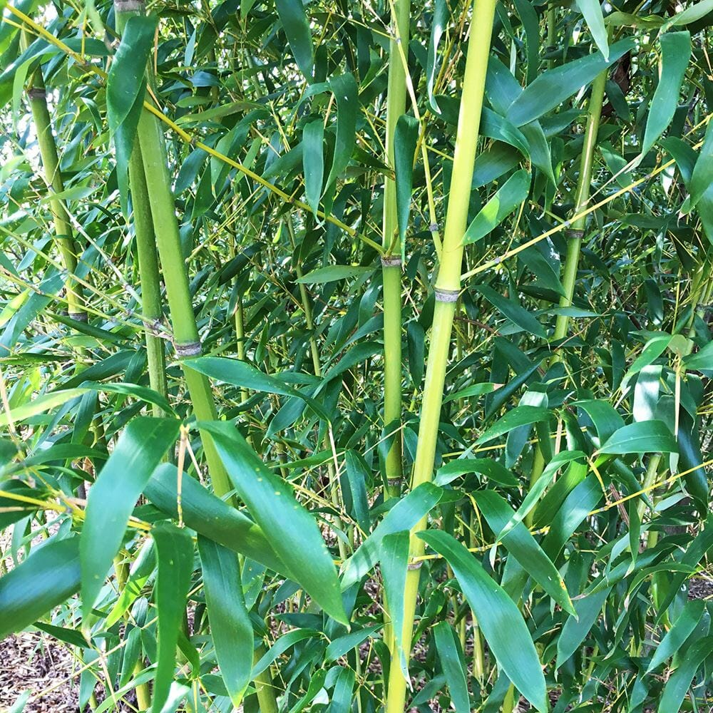 Red Margin upclose canes with foliage. dark green foliage