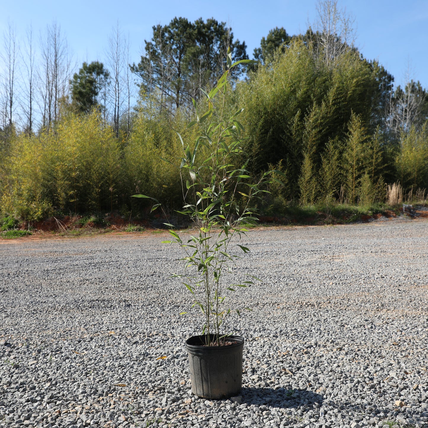 Red Margin Bamboo