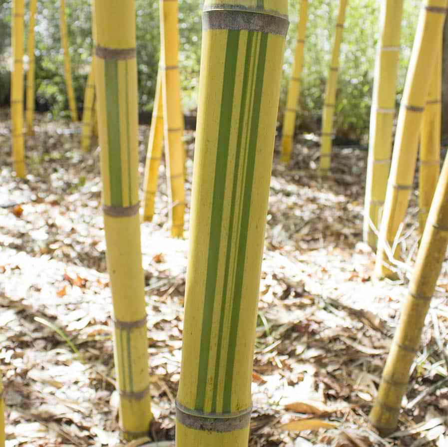 Upclose image of Robert Canes. Alternating green stripes.