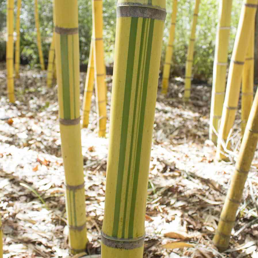 Upclose image of Robert Canes. Alternating  green stripes.  