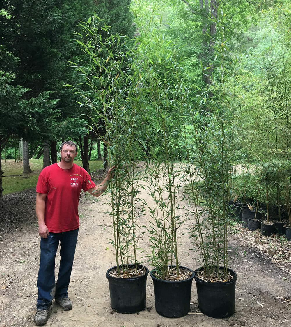 15'-25' Feet Tall Bamboo (30 Gallon)