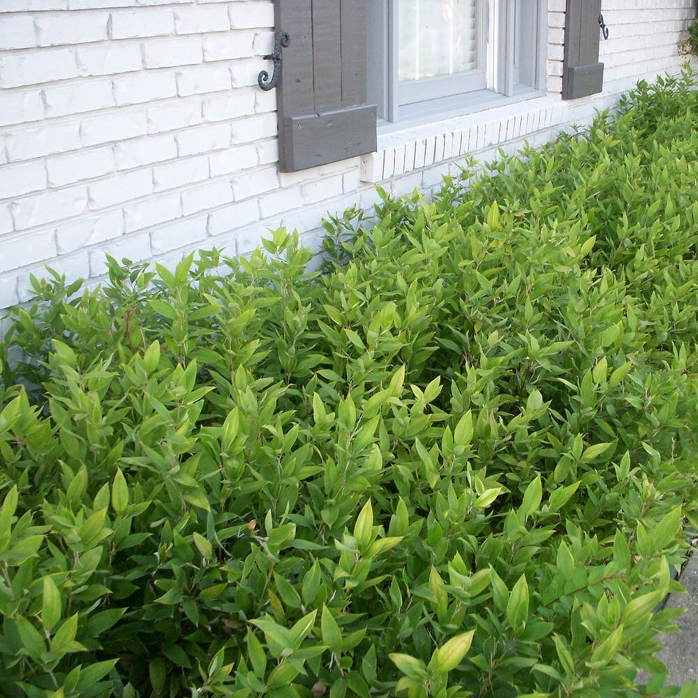 Short bamboo. Used as decorative shrub-style hedge between house and sidewalk.