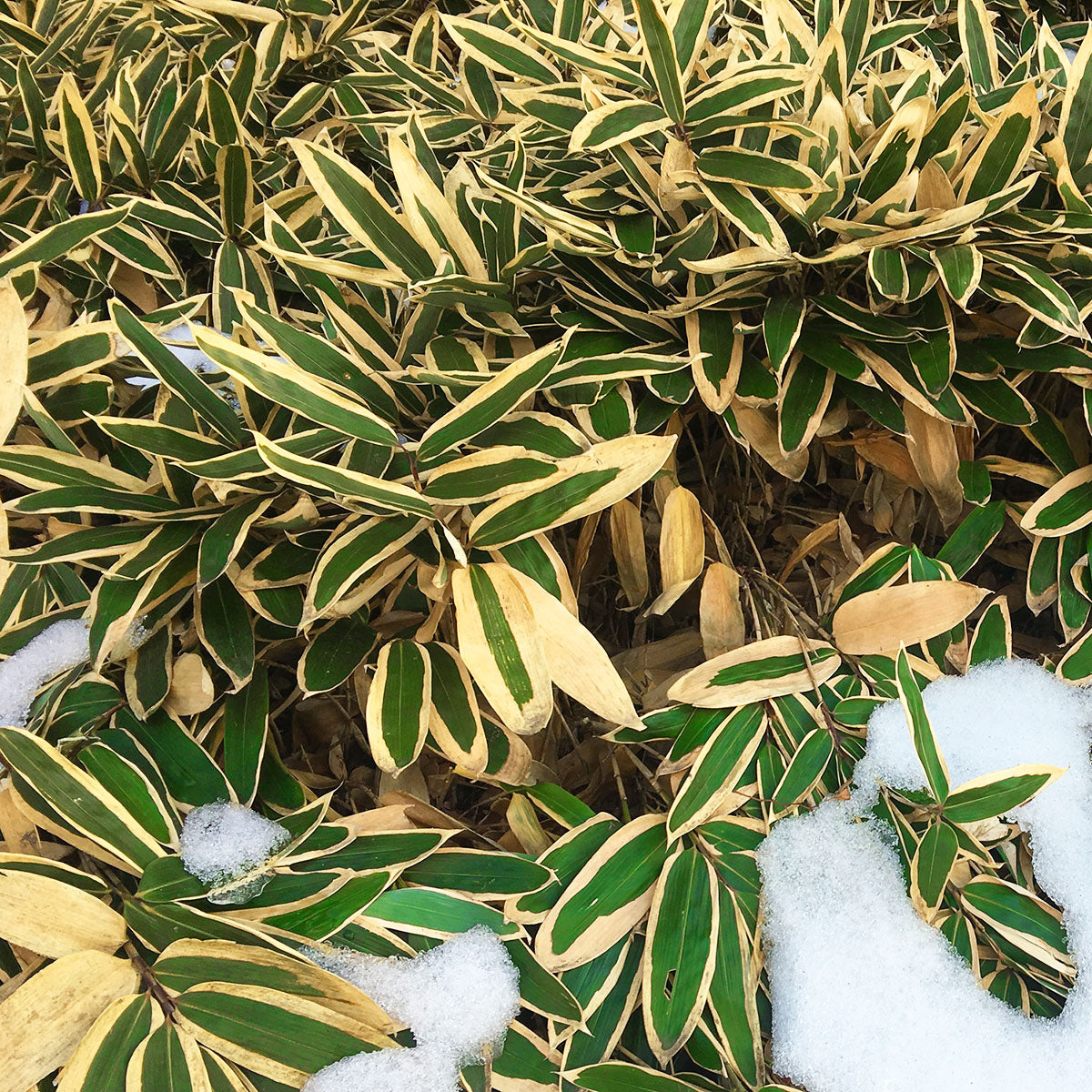 Kumazasa is a typical plants in Japanese winter.