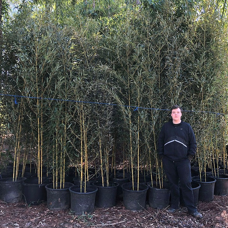 10'-15' Feet Tall Bamboo (15 Gallon)