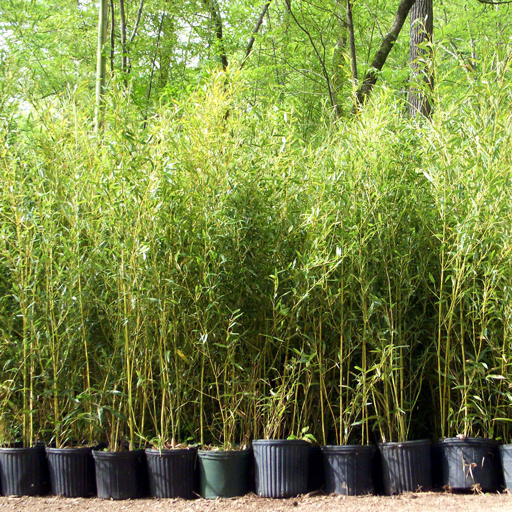 6'-10' Feet Tall Bamboo (3 Gallon)