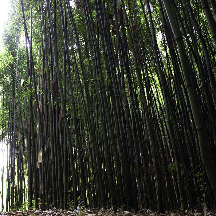 Temple Bamboo