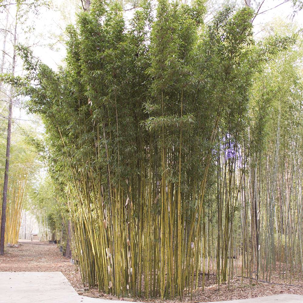 Temple bamboo planted at our nursery. Tall. Dense foliage on top 3rd of canes. slender canes.