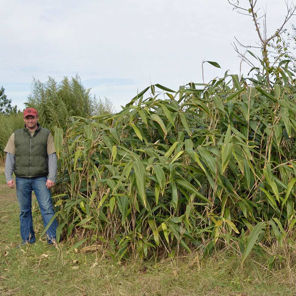 Giant leaf bamboo grove at our farm, long narrow foliage. short, dense screen. 