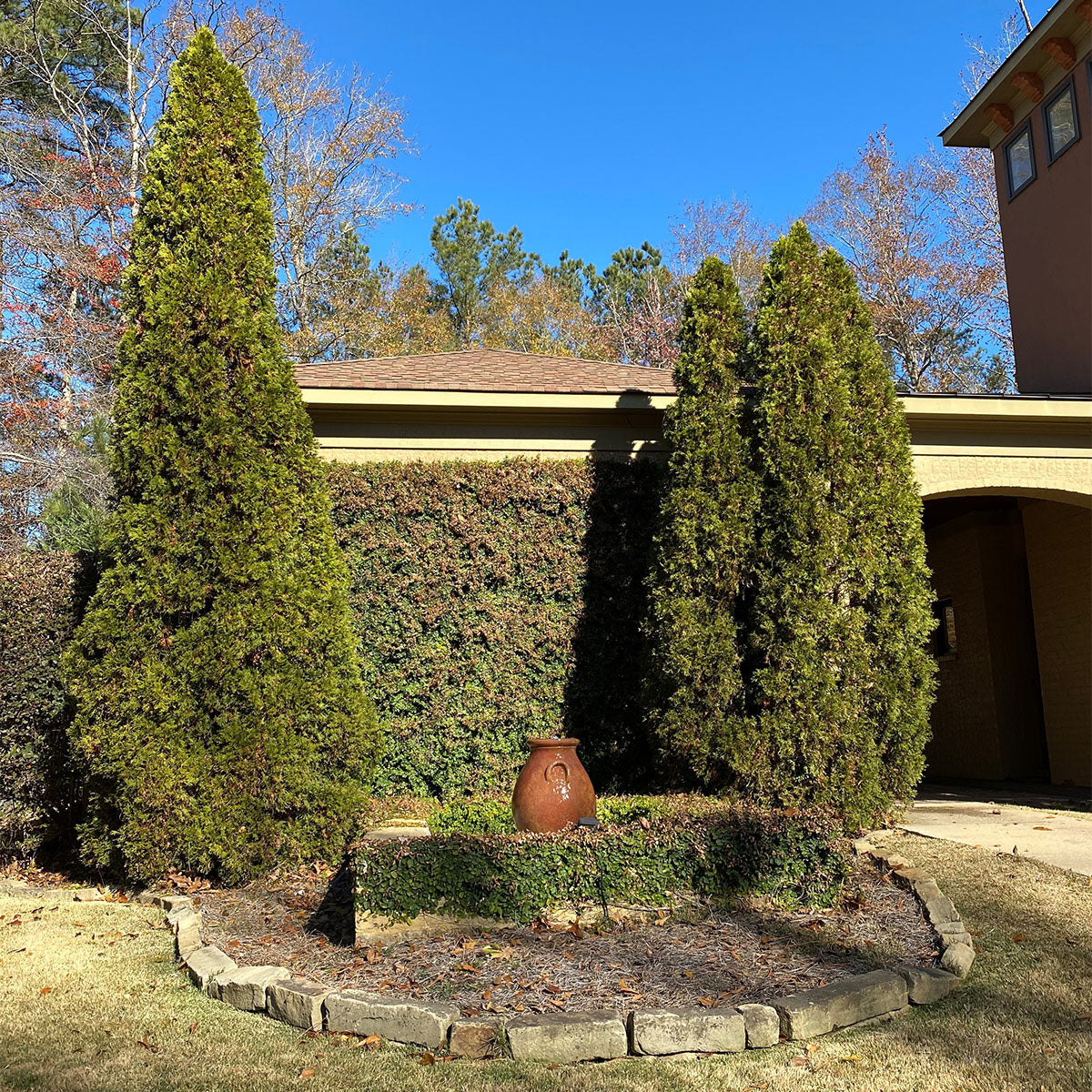 Emerald Green (Thuja Tree)