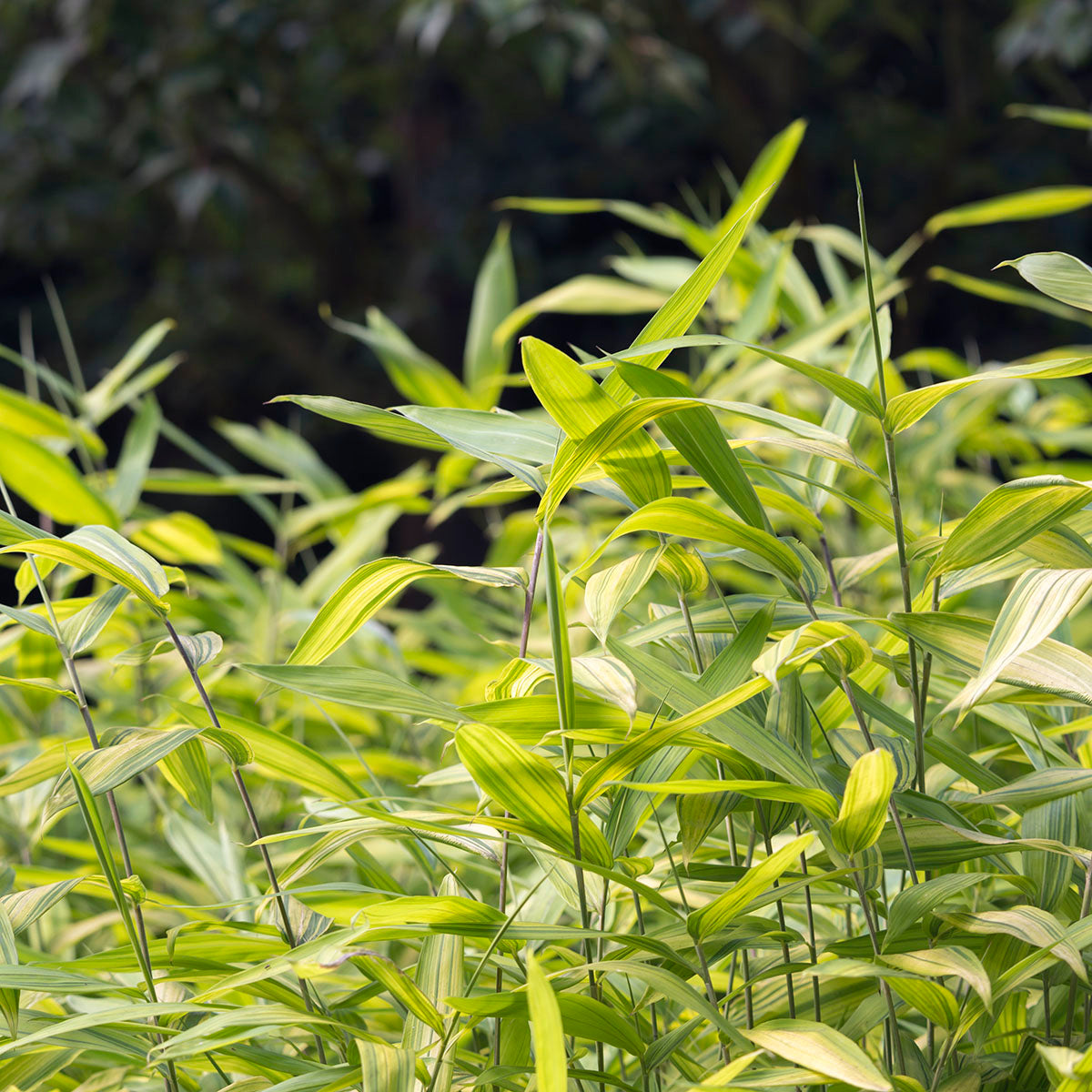 slender canes. Light green foliage with bright yellow variegation. .