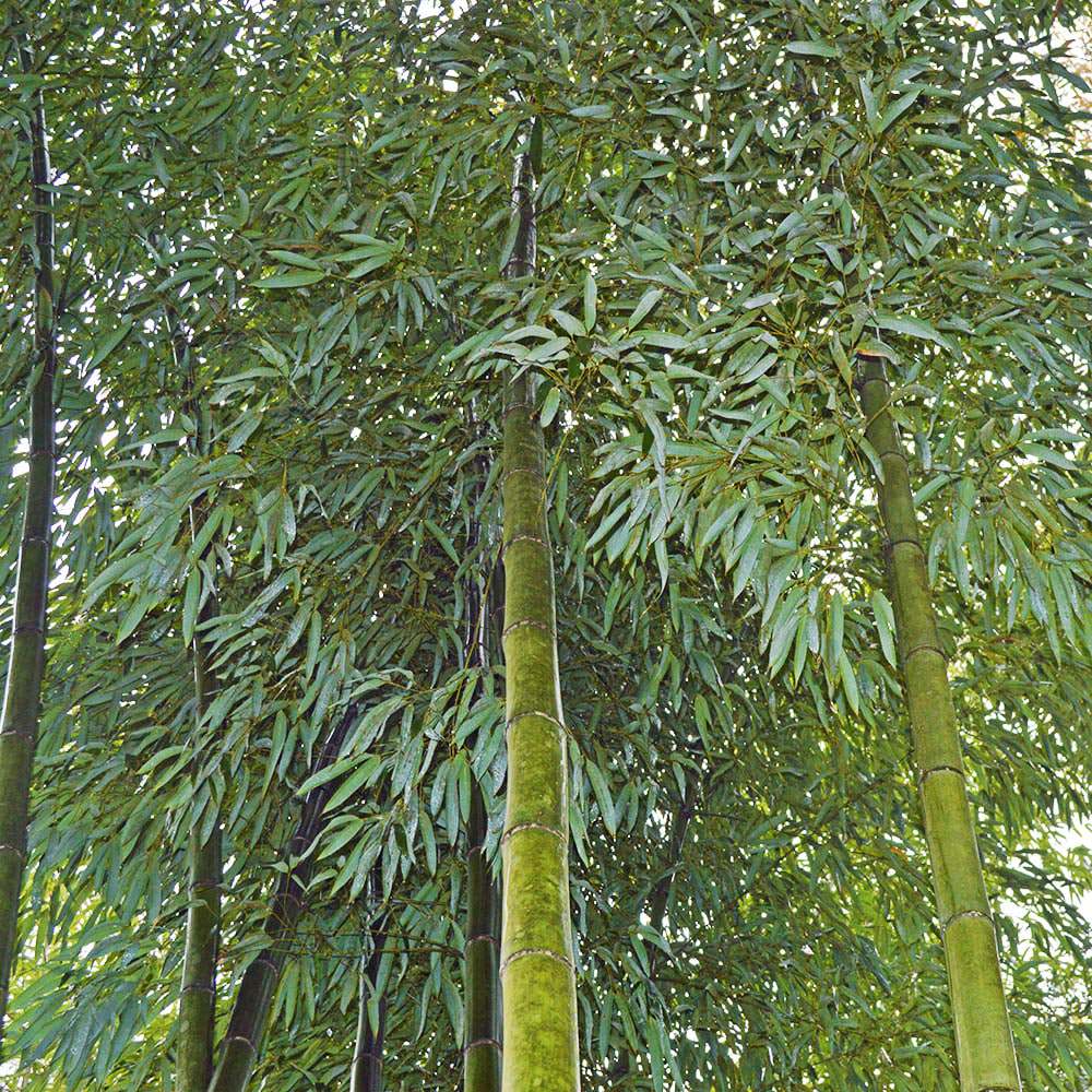 Vivax