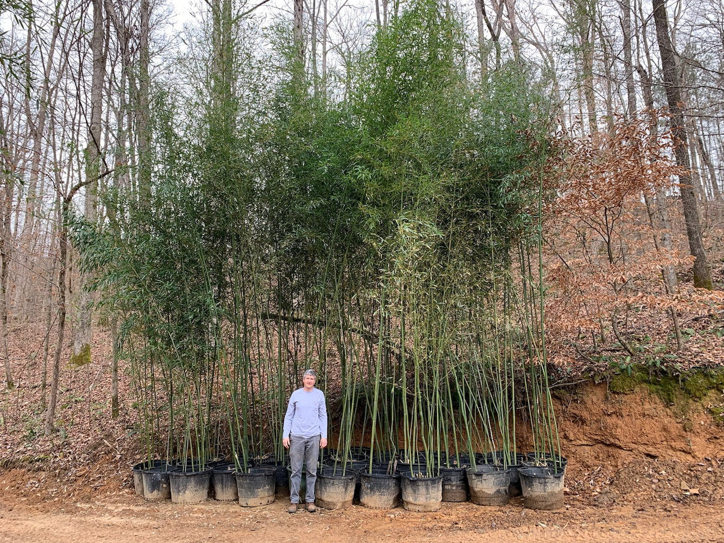 15'-25' Feet Tall Bamboo (30 Gallon)