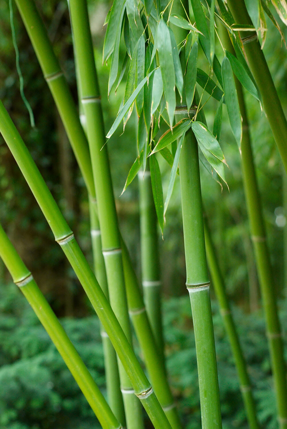 bright green canes. thin. 