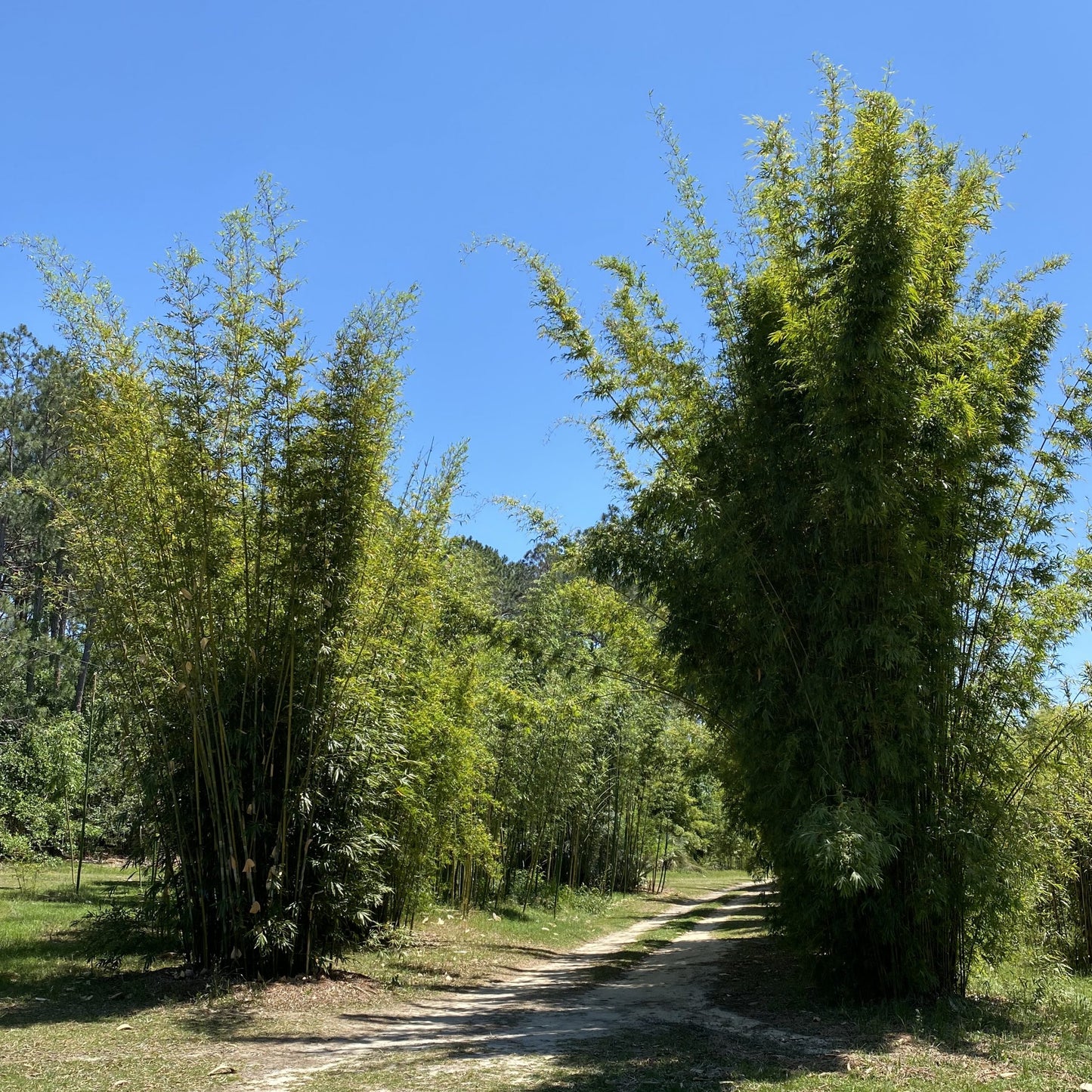 Roadside planting