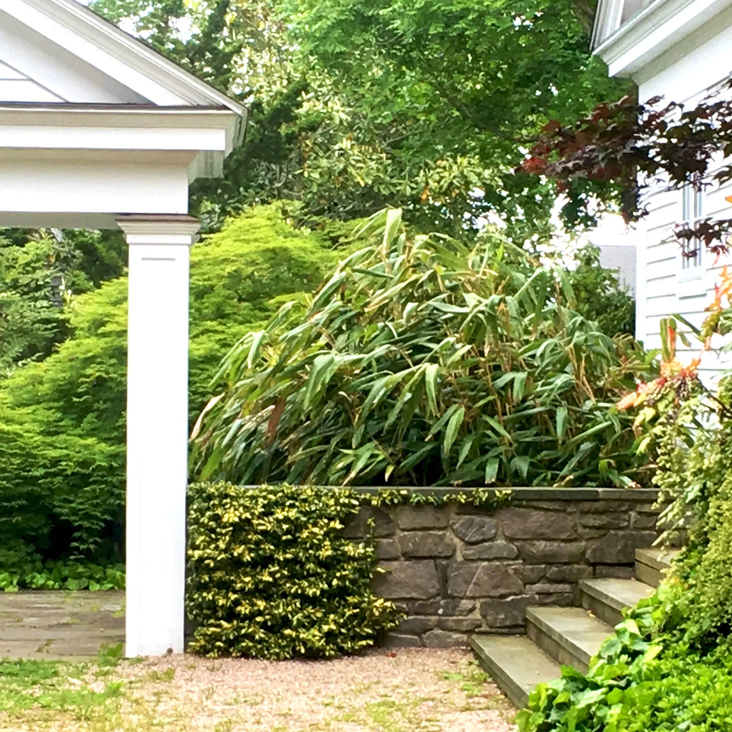 short, dense, green bamboo in planter bed beside house. long, narrow foliage