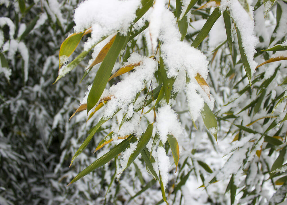 Bamboo in Snow and Ice