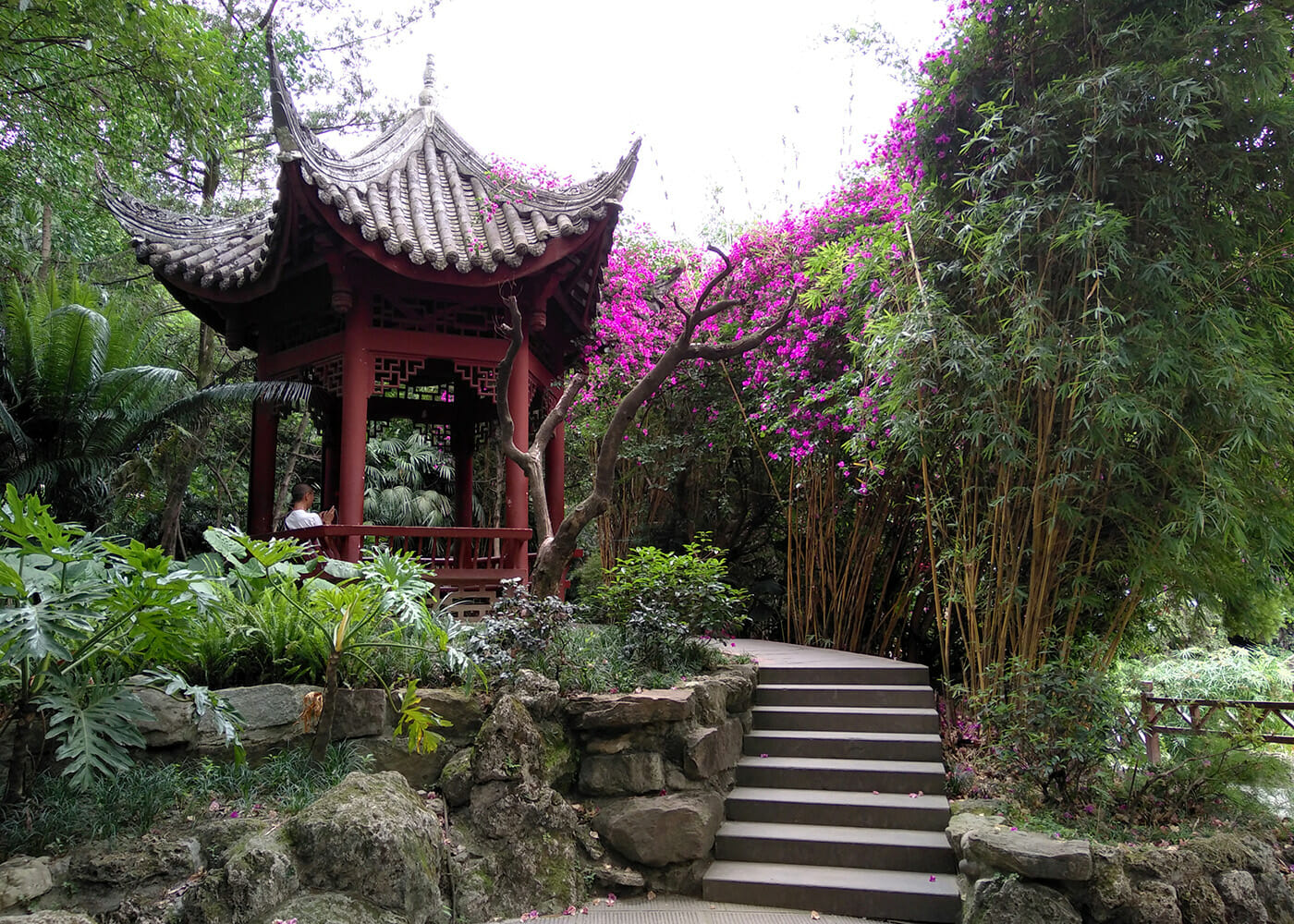 Best Bamboo Plants for Japanese Zen Gardens