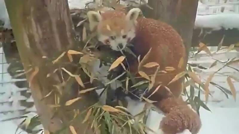 Snow in New York? These Pandas don’t care…