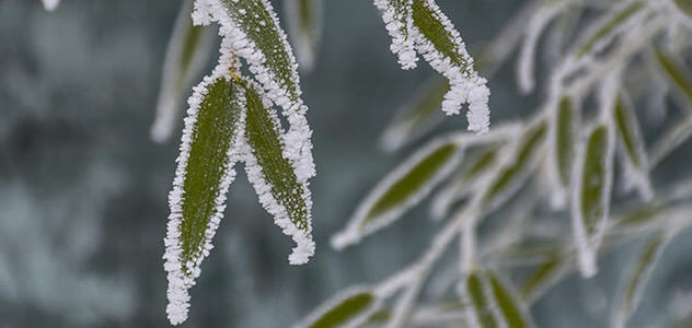 How to winterize bamboo