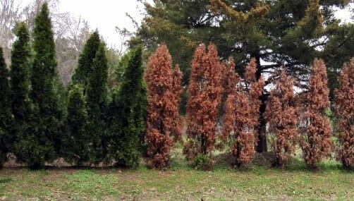 Why we don’t recommend Leyland Cypress Trees…