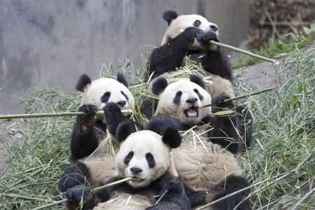 Pandas in Tokyo Zoo mate for first time in 4 years