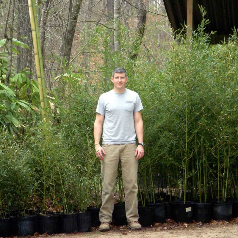 Bamboo Plants
