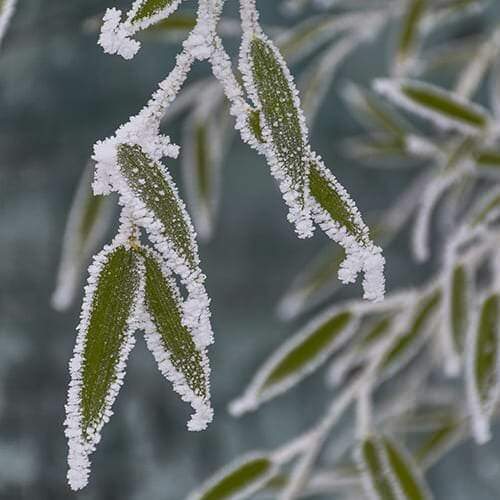 Cold Hardy Bamboo - Bamboo with frost