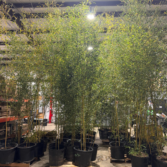 15 gallon Spectabilis ready for transport