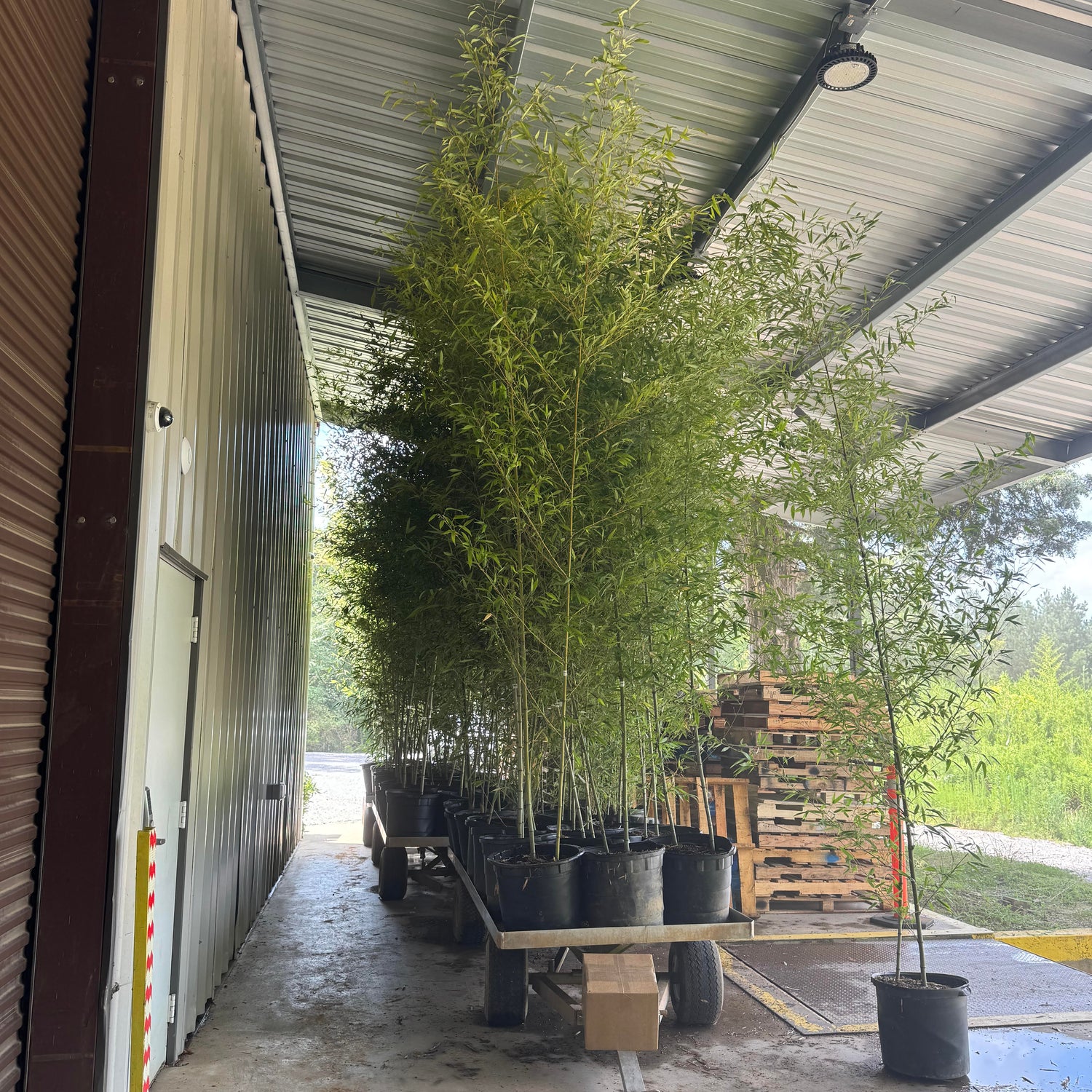 15 gallon Giant Grray Henon ready to be loaded on a truck