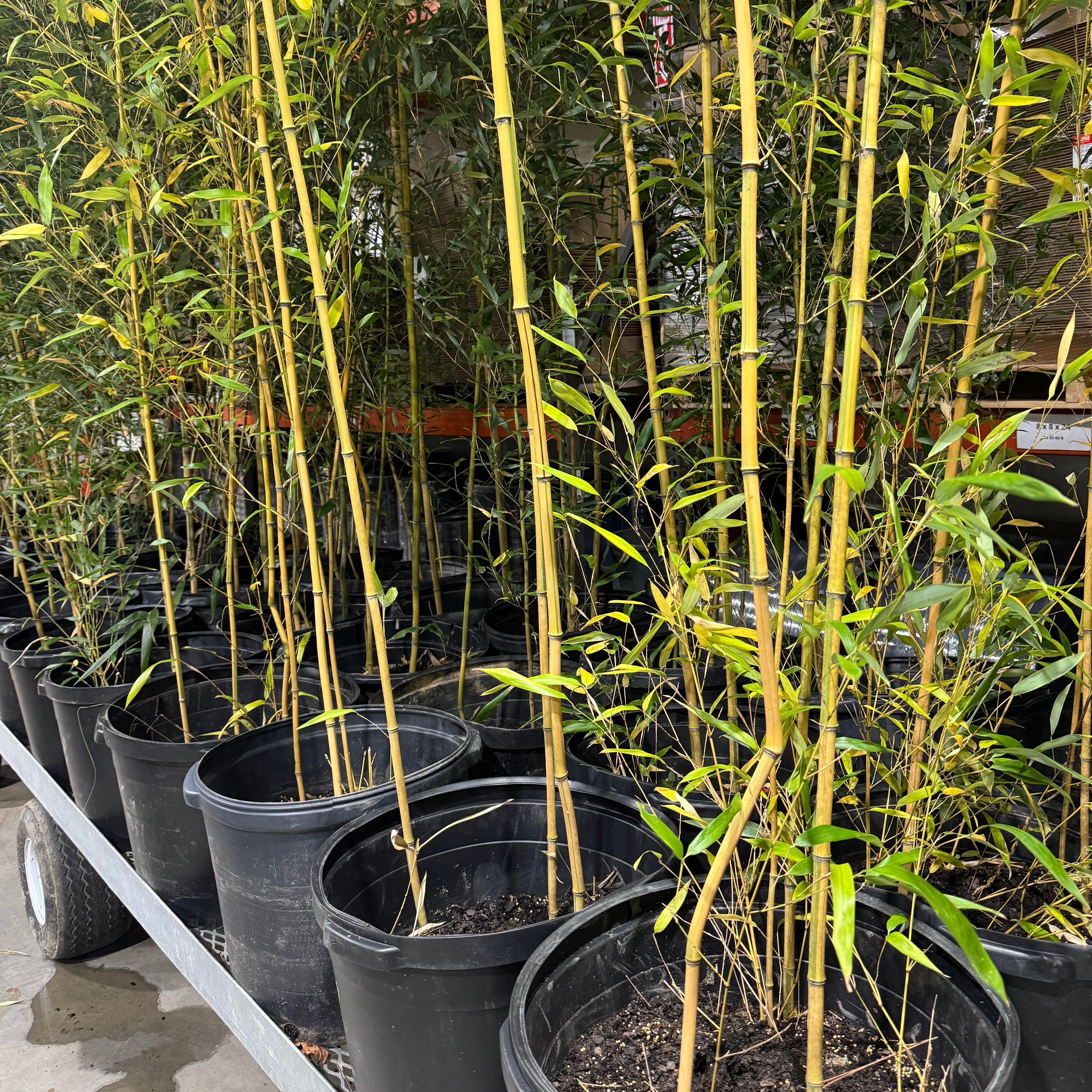 Cane detail of 15 gallon Spectabilis