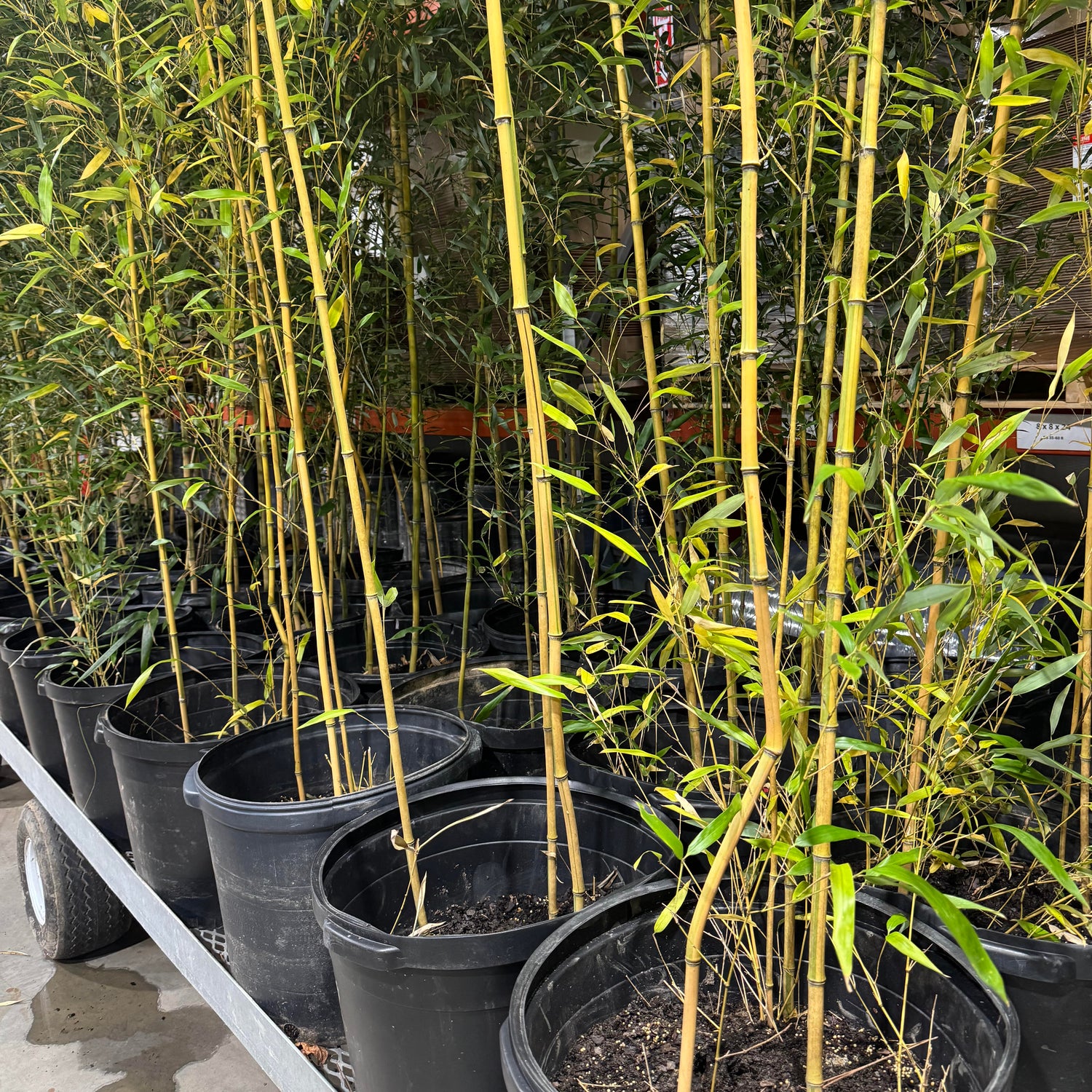 Cane detail of 15 gallon Spectabilis