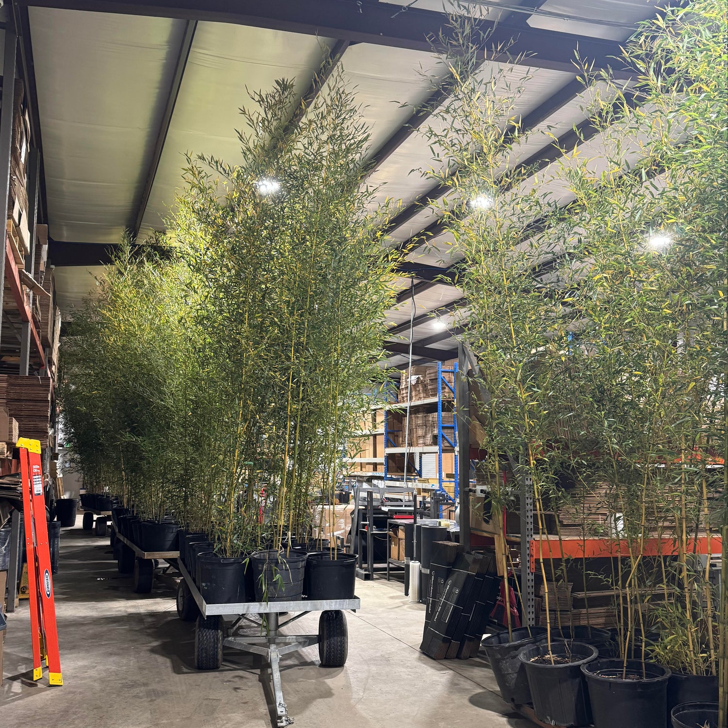 Nursery carts loaded up with 15 gallon Spectabilis