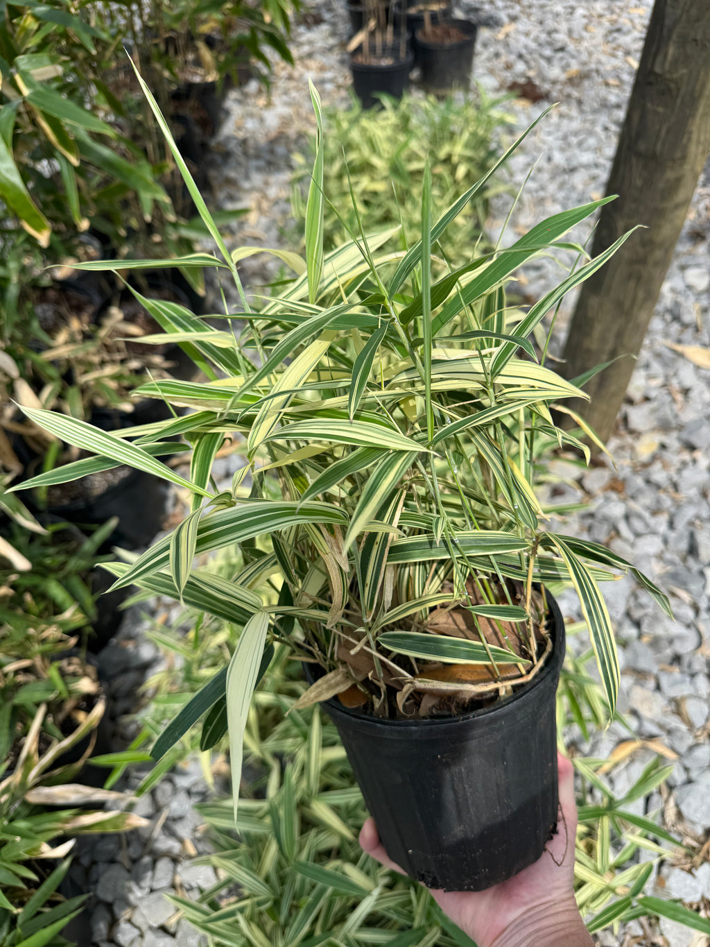 Albostriata