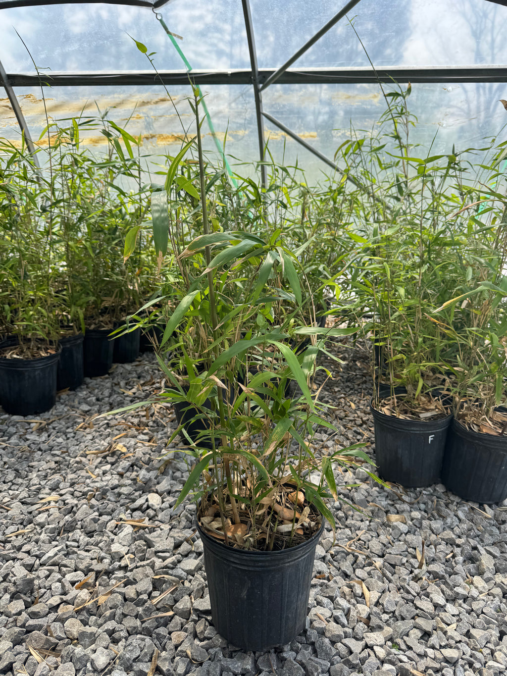 Native Rivercane