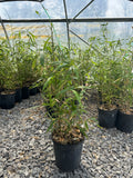 Native Rivercane