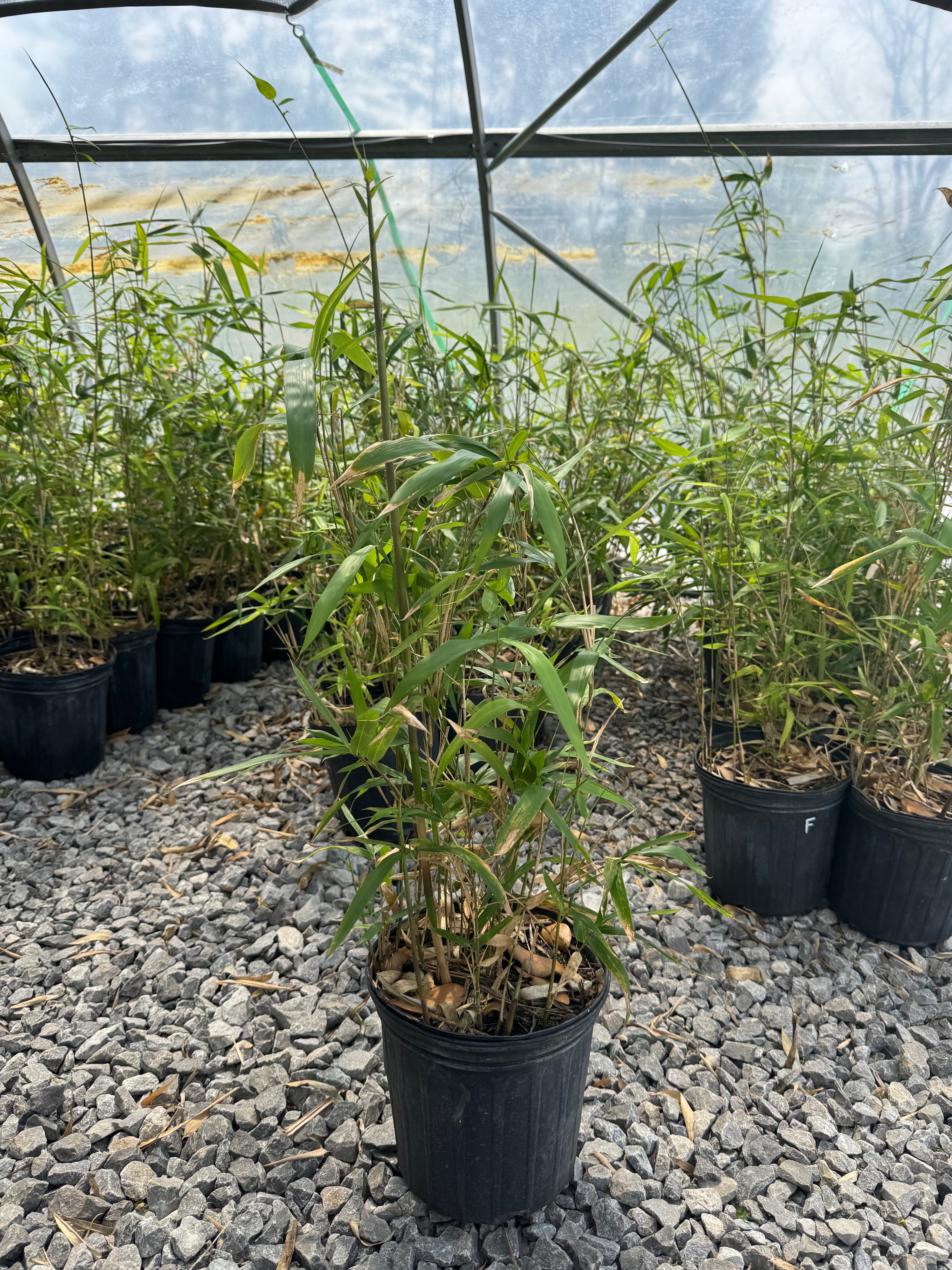 Native Rivercane