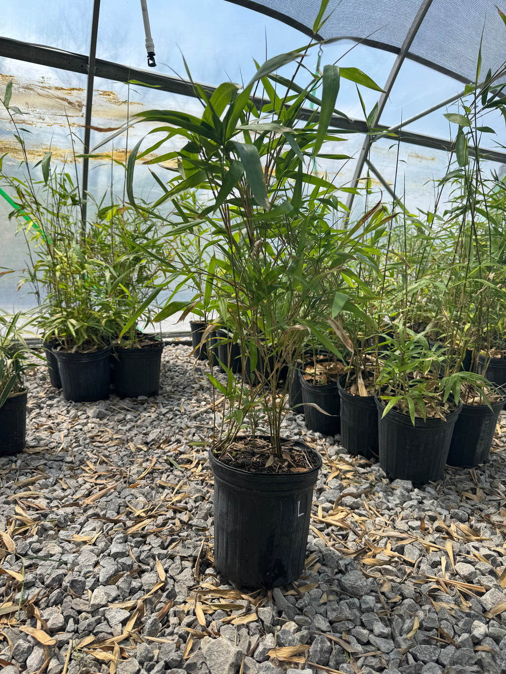 Native Rivercane