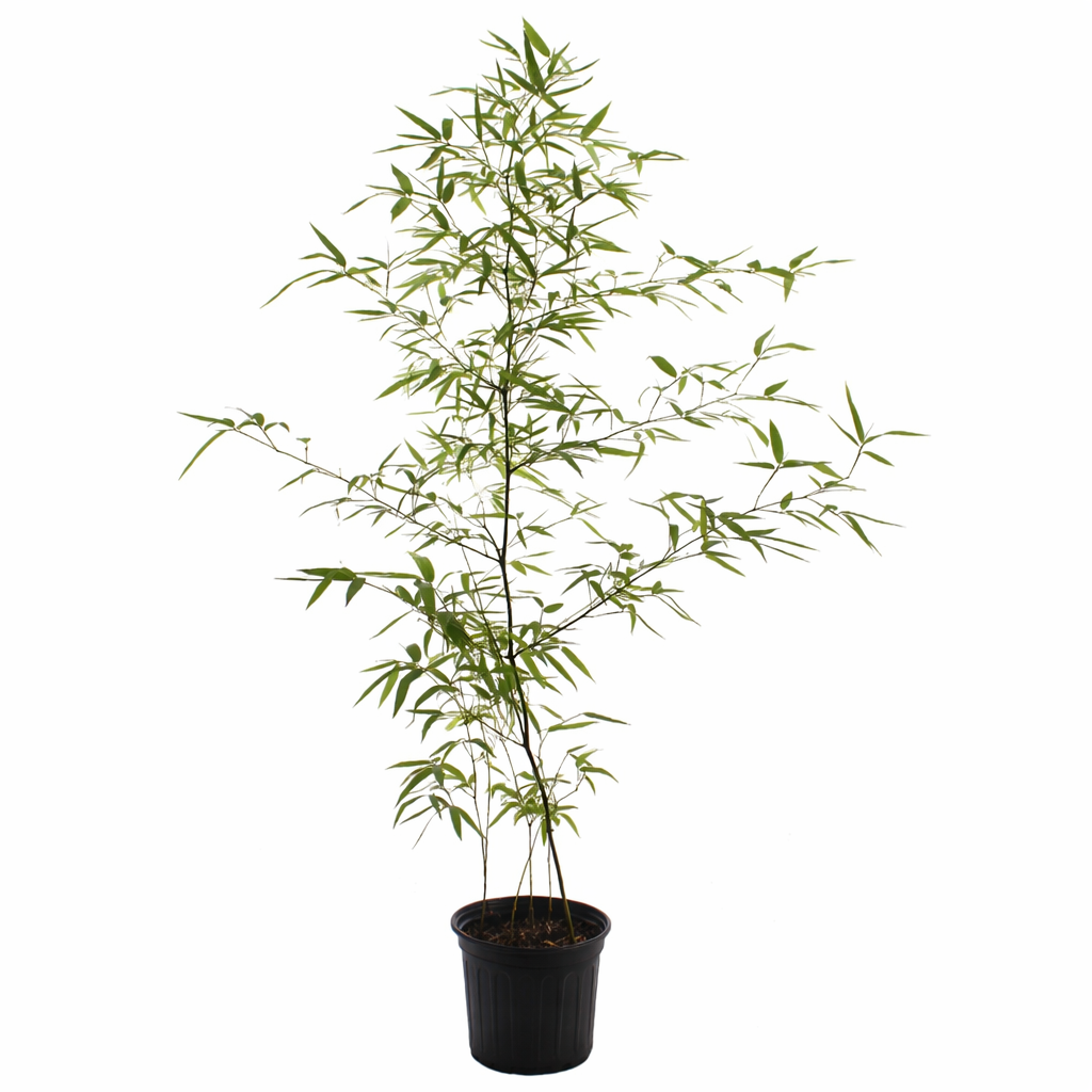 Incense Bamboo