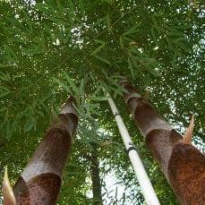 Two Moso canes on day 23