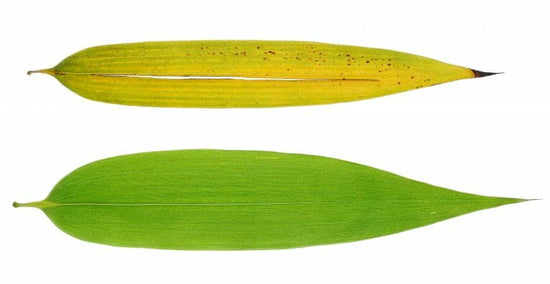 Pictures of two leaves in different stage of the life style