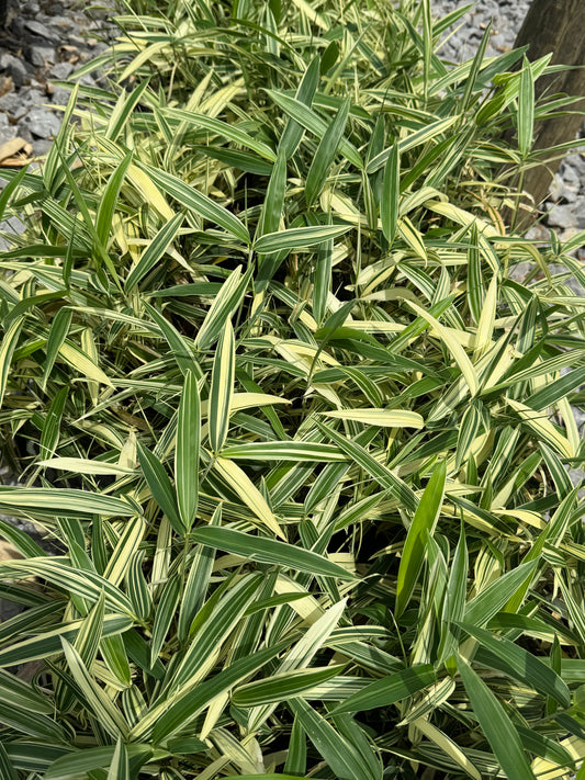 Albostriata