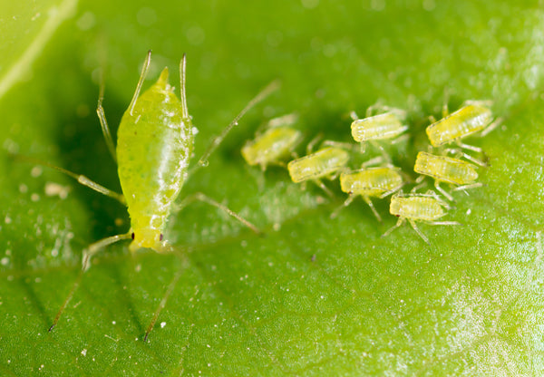 Aphids on a bamboo leaf