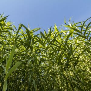 Giant Reed (Arundo donax)