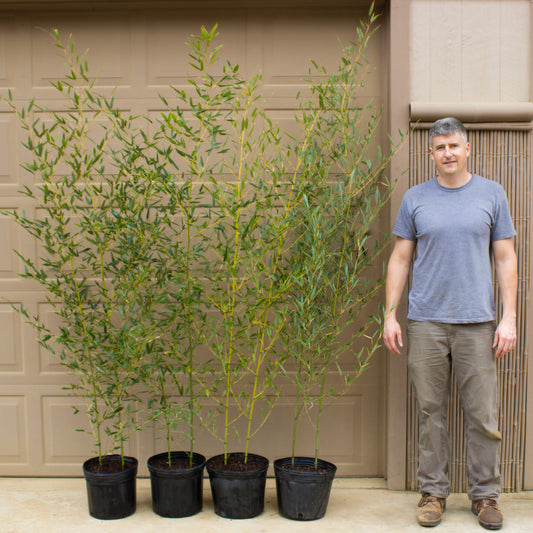 Four of our 3 gallon red margin bamboo, roughly 7 feet tall and full of vibrant foliage.
